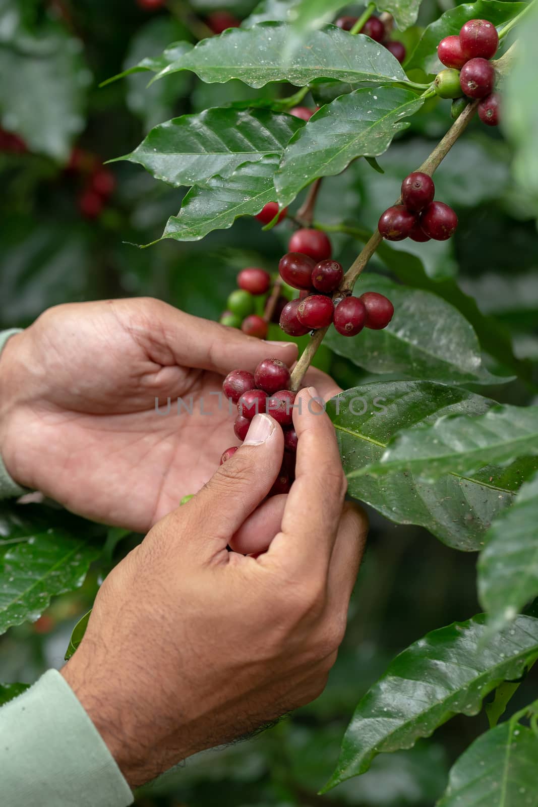 Fresh Arabica Coffee beans ripening on tree in North of thailand by kaiskynet