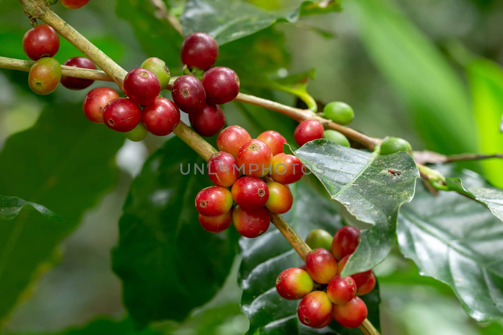 Fresh Arabica Coffee beans ripening on tree in the agricultural garden north of thailand.