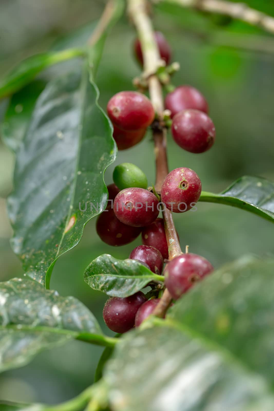 Fresh Arabica Coffee beans ripening on tree in the agricultural garden north of thailand.