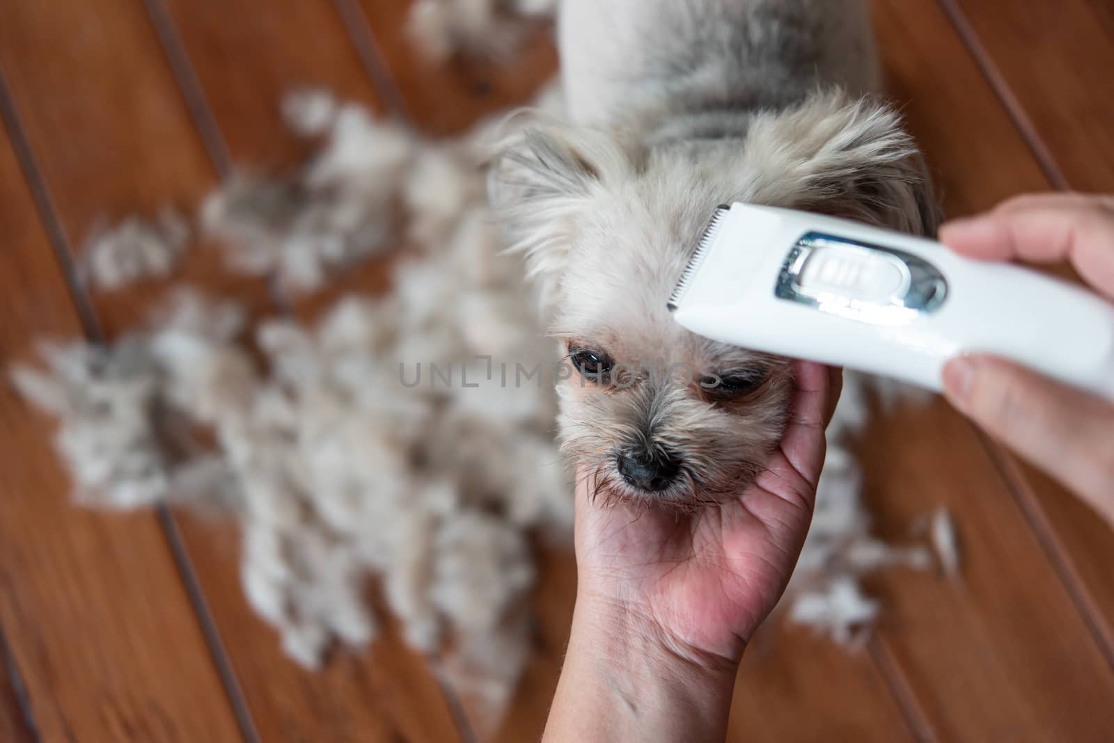 Grooming and haircut the dog fur of beige dog so cute mixed breed with Shih-Tzu, Pomeranian and Poodle by human with dog clipper