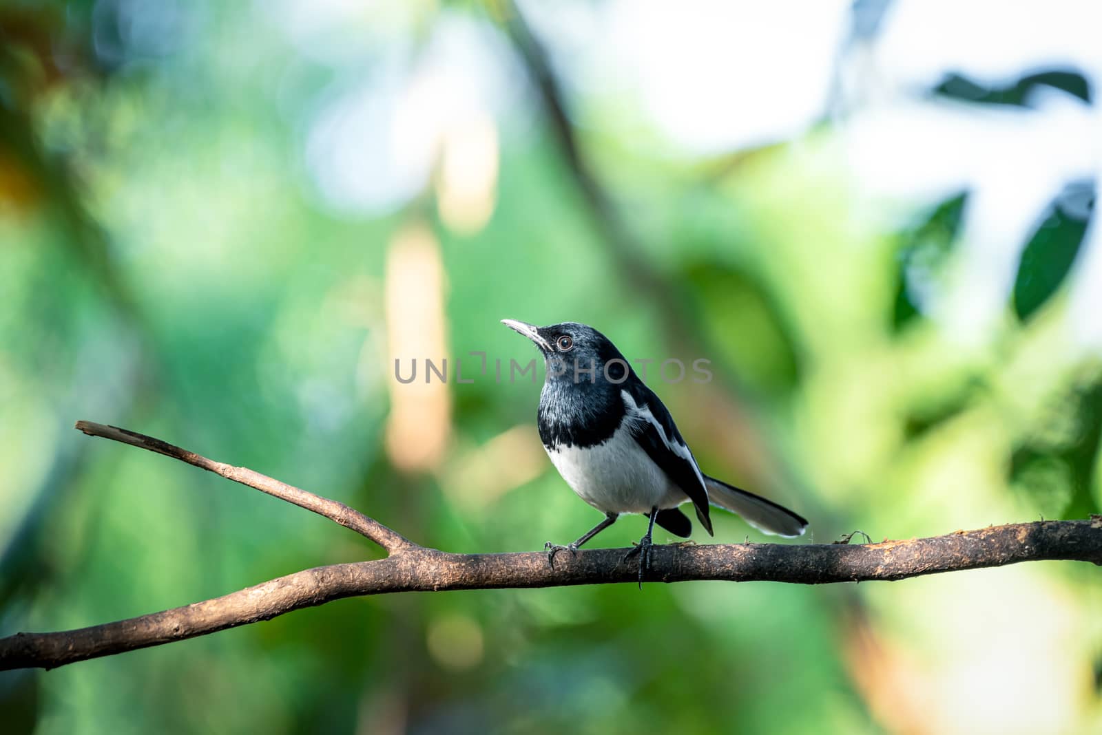 Bird (Oriental magpie-robin or Copsychus saularis) male black and white color perched on a tree in a nature wild