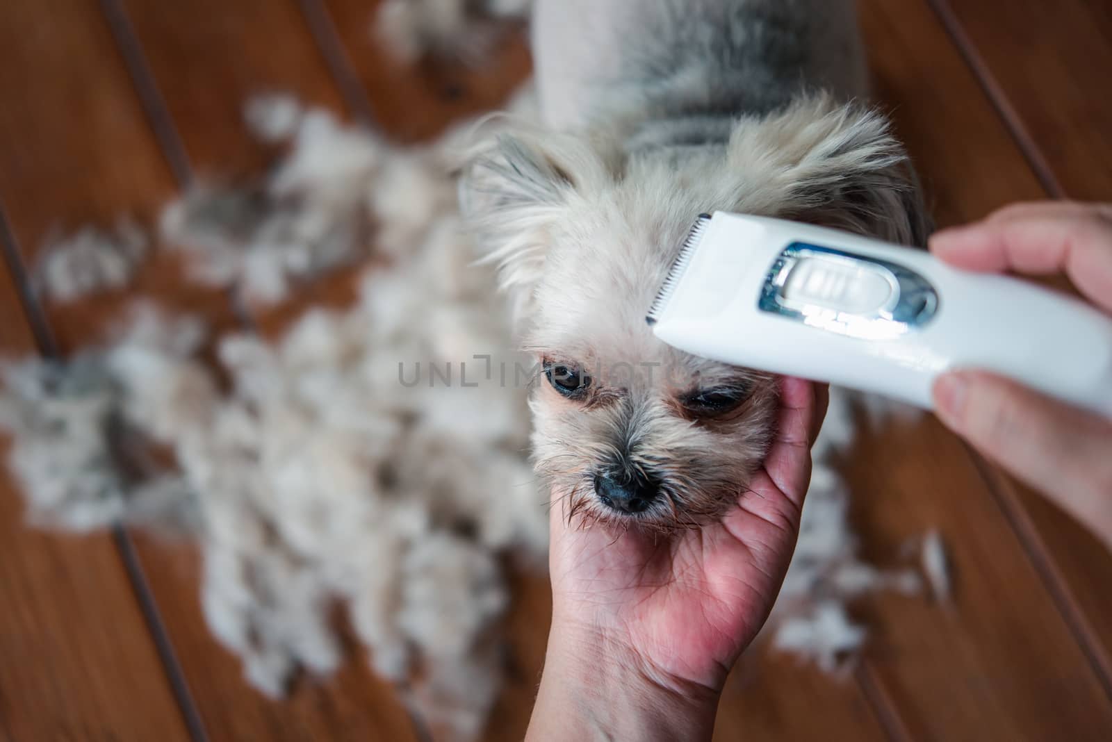 Grooming and haircut the dog fur of beige dog so cute mixed breed with Shih-Tzu, Pomeranian and Poodle by human with dog clipper