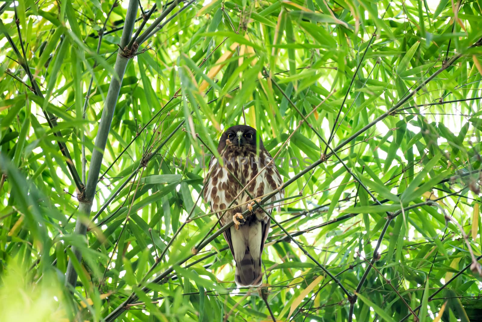 Bird (Northern Boobook) in a nature wild by PongMoji