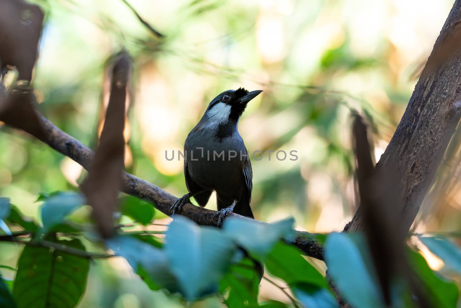 Bird (Black-throated Laughingthrush) in nature by PongMoji
