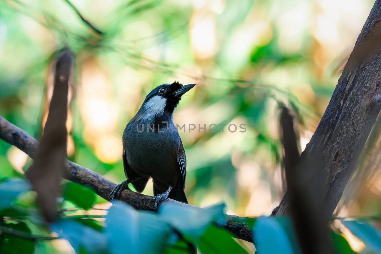 Bird (Black-throated Laughingthrush, Garrulax chinensis, Pterorhinus chinensis) is a species of bird in the family Leiothrichidae. It is found in asia perched on a tree in a nature wild