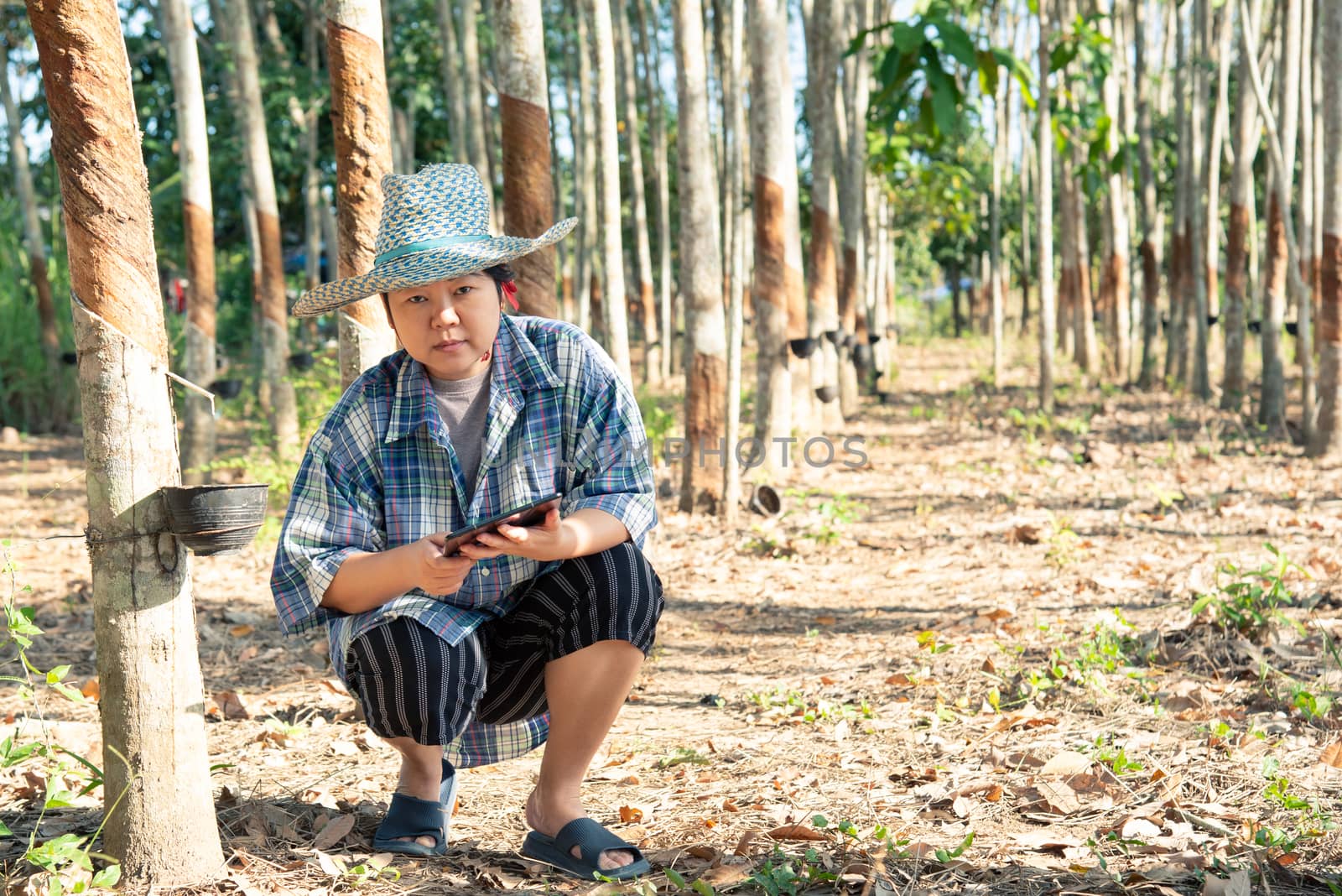 Asian woman smart farmer agriculturist happy at a rubber tree plantation with Rubber tree in row natural latex is a agriculture harvesting natural rubber in white milk color for industry in Thailand