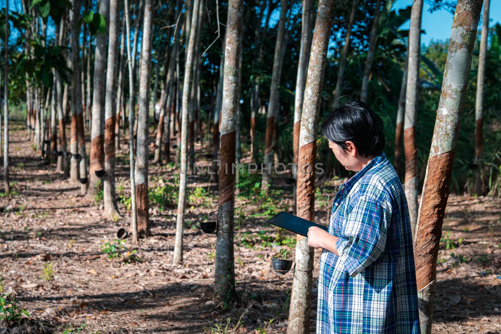 Asian woman smart farmer agriculturist happy at a rubber tree plantation with Rubber tree in row natural latex is a agriculture harvesting natural rubber in white milk color for industry in Thailand