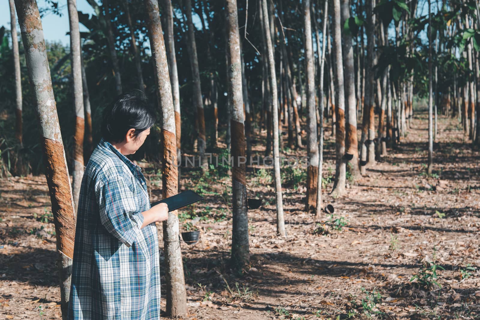 Asian woman smart farmer agriculturist happy at a rubber tree plantation with Rubber tree in row natural latex is a agriculture harvesting natural rubber in white milk color for industry in Thailand