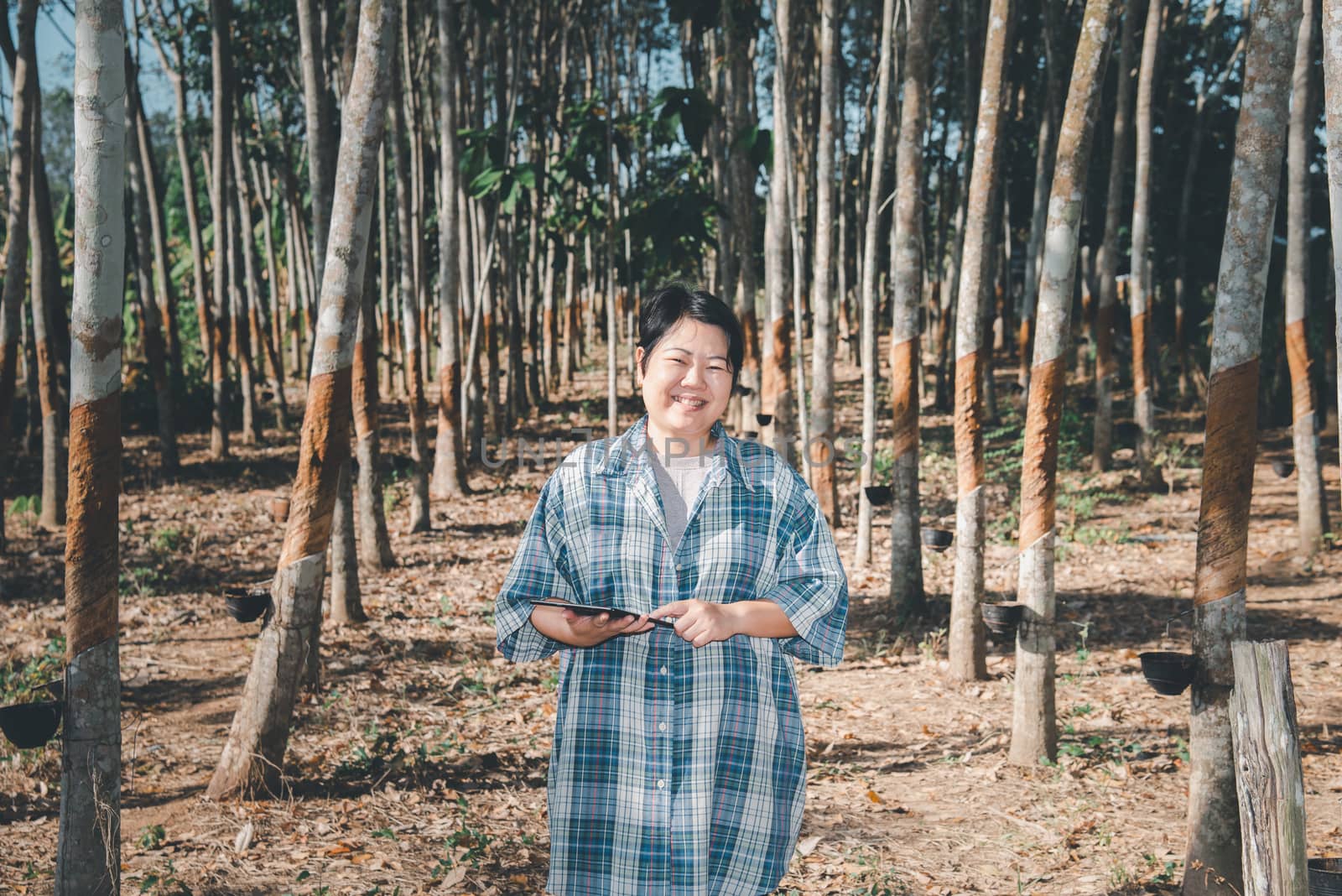 Asian woman smart farmer agriculturist happy at a rubber tree plantation with Rubber tree in row natural latex is a agriculture harvesting natural rubber in white milk color for industry in Thailand