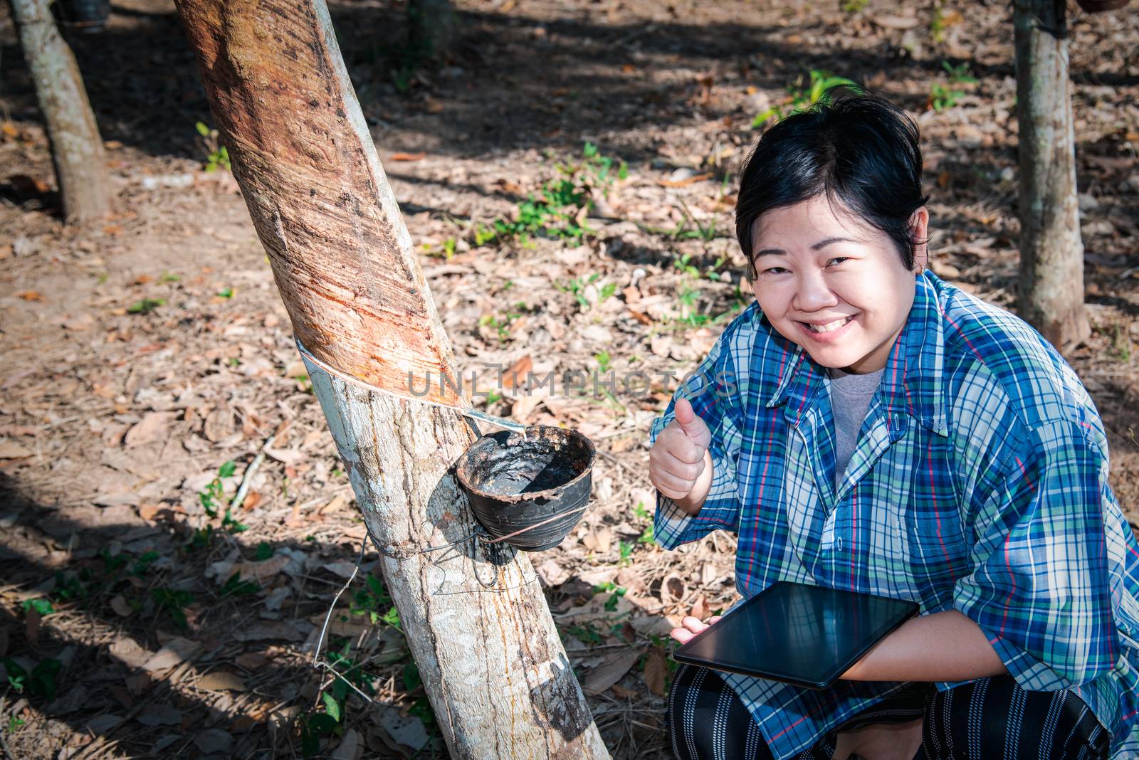 Asian woman farmer agriculturist happy at a rubber tree plantation with Rubber tree in row natural latex is a agriculture harvesting natural rubber in white milk color for industry in Thailand