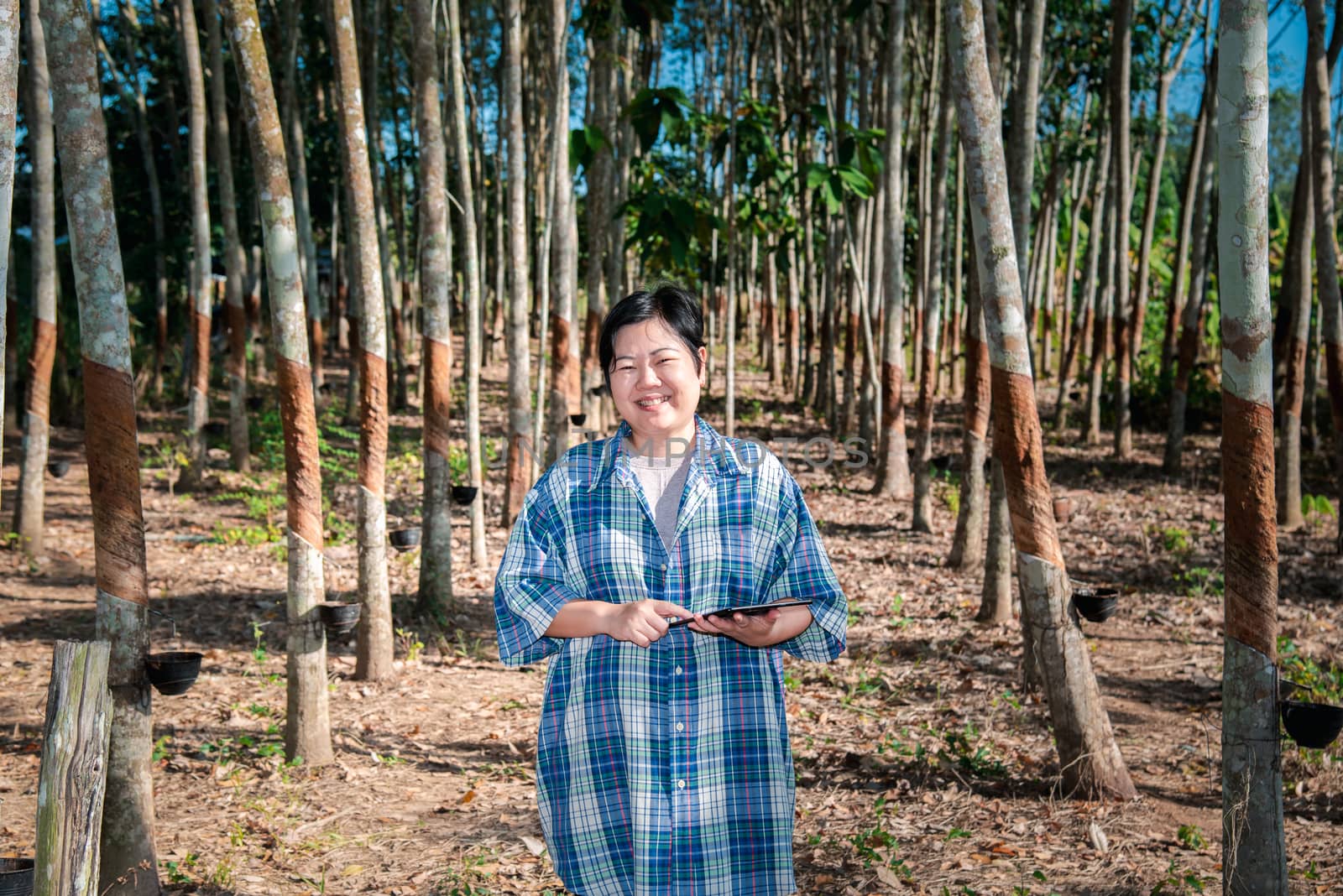 Asian woman smart farmer agriculturist happy at a rubber tree plantation with Rubber tree in row natural latex is a agriculture harvesting natural rubber in white milk color for industry in Thailand