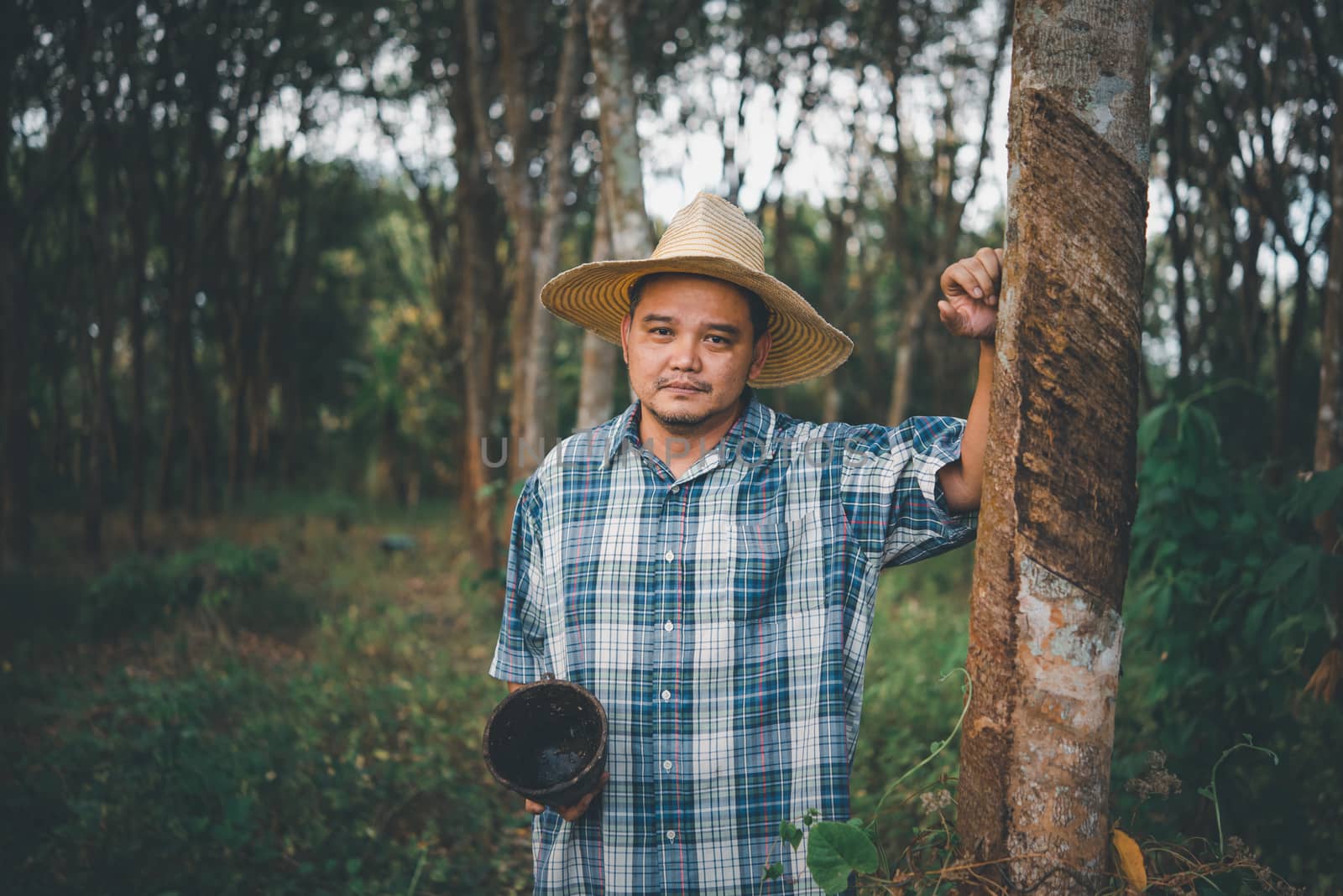 Asian man farmer agriculturist unhappy from low yield productivity at rubber tree plantation with Rubber tree in row natural latex is agriculture harvesting natural rubber for industry in Thailand