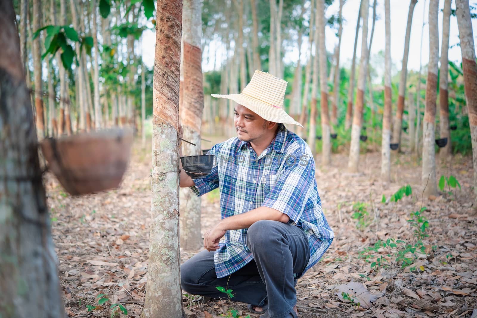 Asian man farmer agriculturist happy at a rubber tree plantation with Rubber tree in row natural latex is a agriculture harvesting natural rubber in white milk color for industry in Thailand