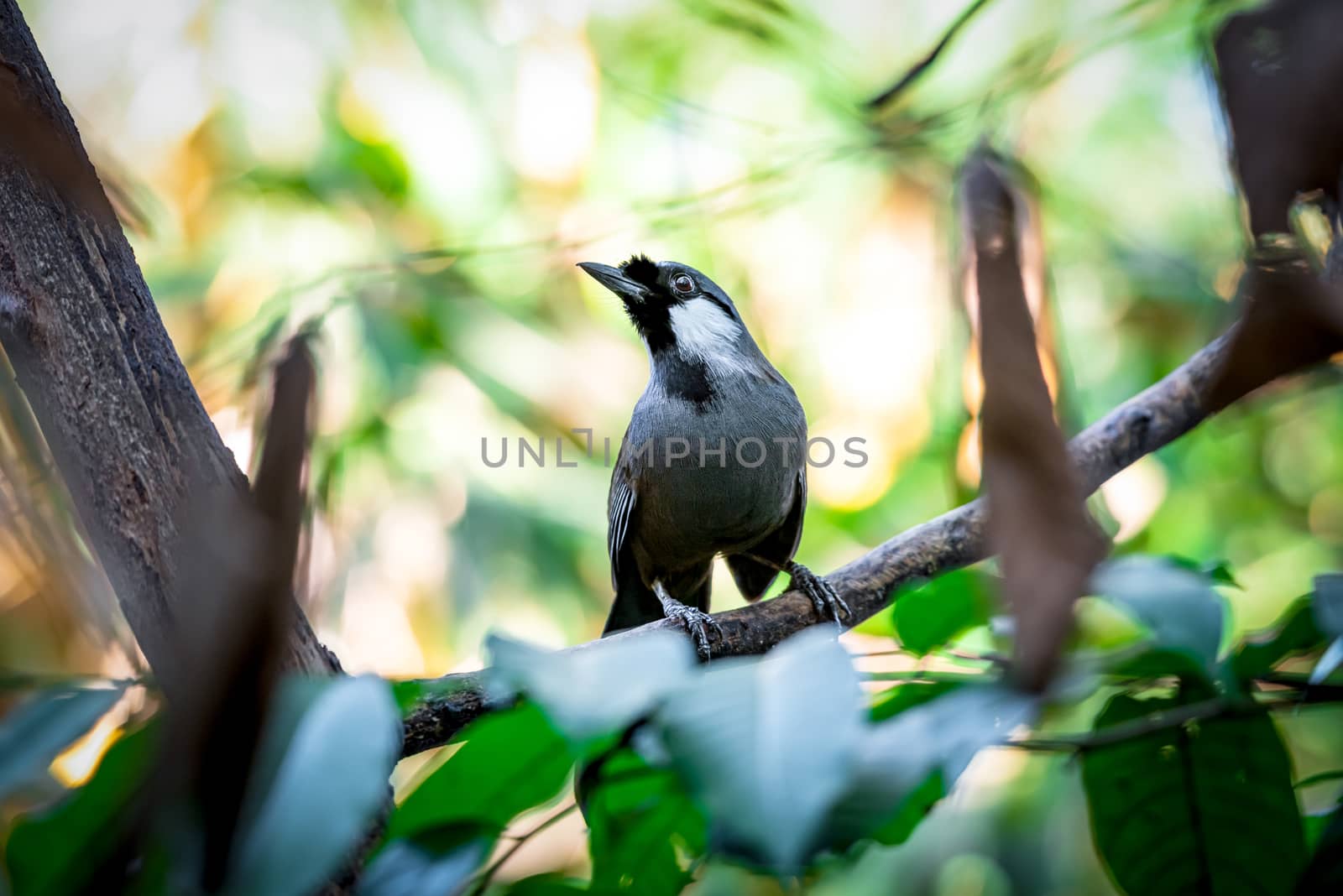 Bird (Black-throated Laughingthrush) in nature by PongMoji