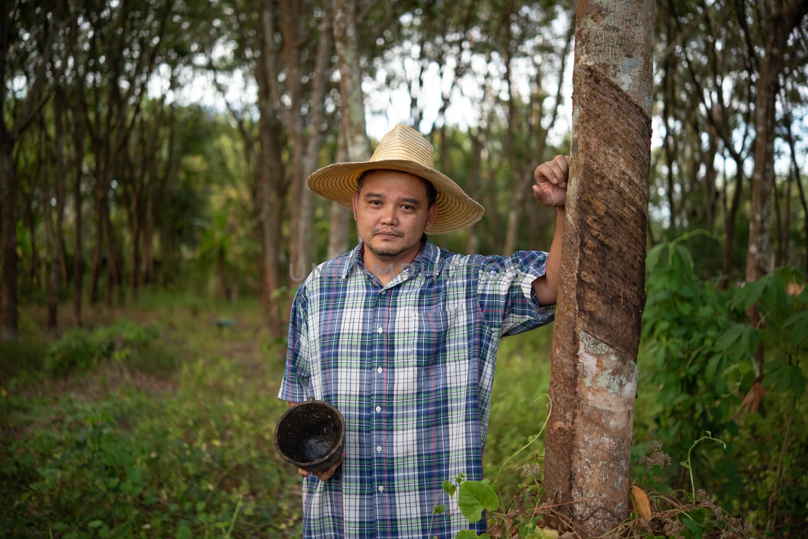 Asian man farmer agriculturist unhappy from low yield productivity at rubber tree plantation with Rubber tree in row natural latex is agriculture harvesting natural rubber for industry in Thailand