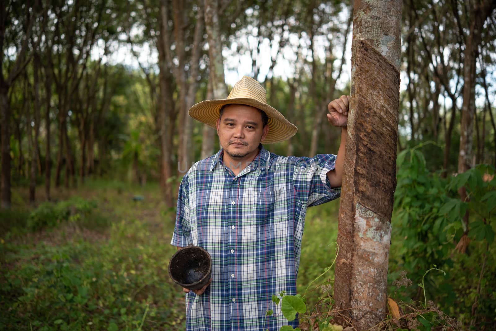 Asian man farmer agriculturist unhappy from low yield productivity at rubber tree plantation with Rubber tree in row natural latex is agriculture harvesting natural rubber for industry in Thailand