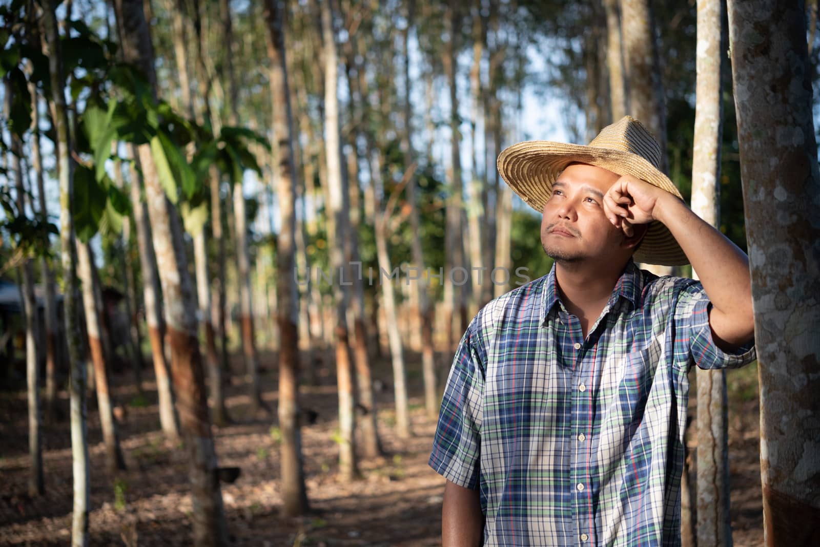 Asian man farmer agriculturist unhappy from low yield productivity at rubber tree plantation with Rubber tree in row natural latex is agriculture harvesting natural rubber for industry in Thailand