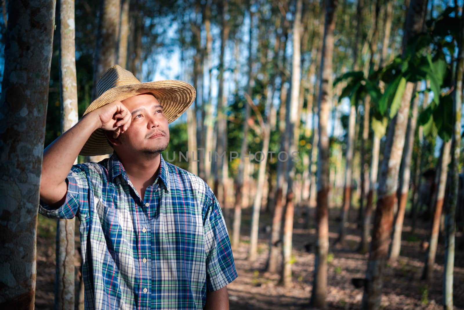 Asian man farmer agriculturist unhappy from low yield productivity at rubber tree plantation with Rubber tree in row natural latex is agriculture harvesting natural rubber for industry in Thailand