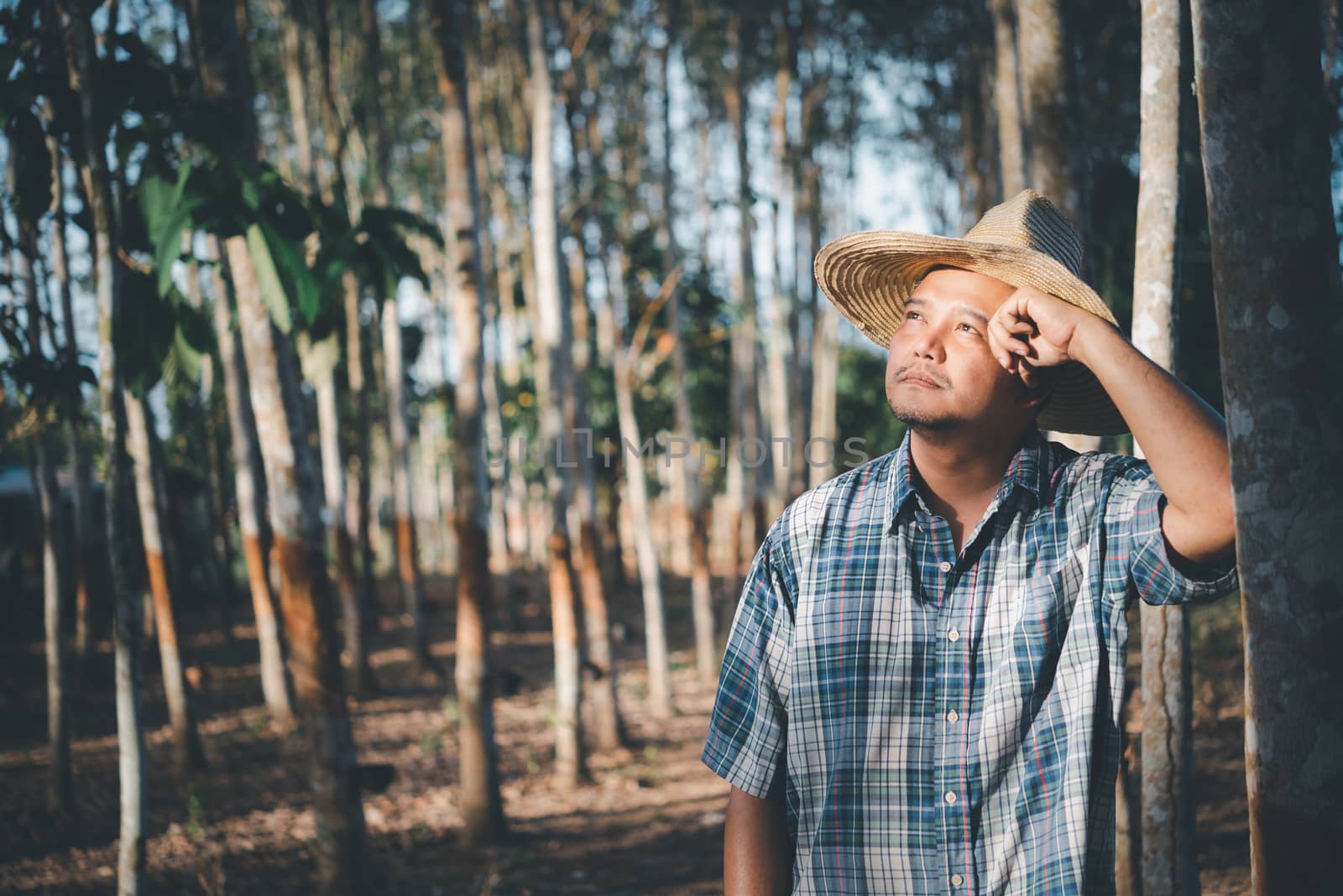 Asian man farmer agriculturist unhappy from low yield productivity at rubber tree plantation with Rubber tree in row natural latex is agriculture harvesting natural rubber for industry in Thailand