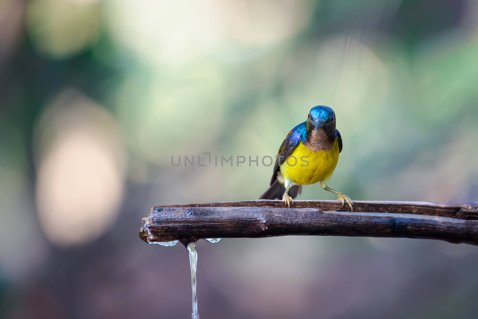 Bird (Brown-throated sunbird, Plain-throated sunbird) male has iridescent green and purple upperparts with chestnut on wing-coverts and scapulars primarily yellow perched on tree in the nature wild