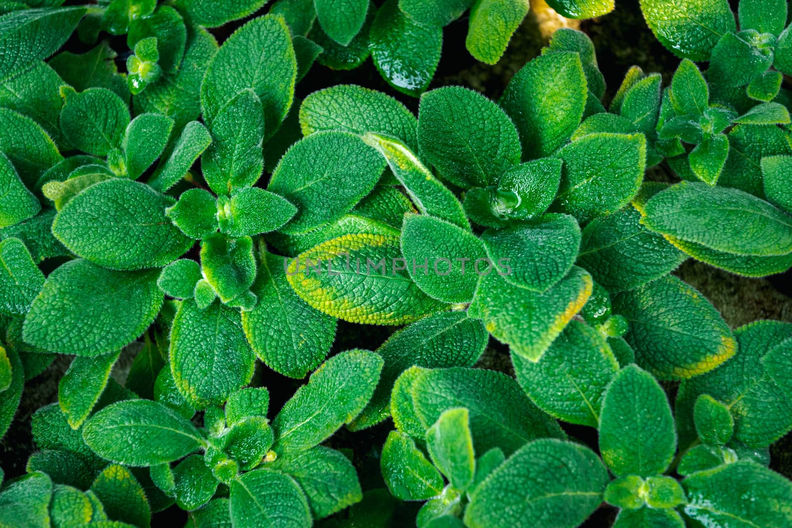 Greenery background of nature plant and leaf by PongMoji