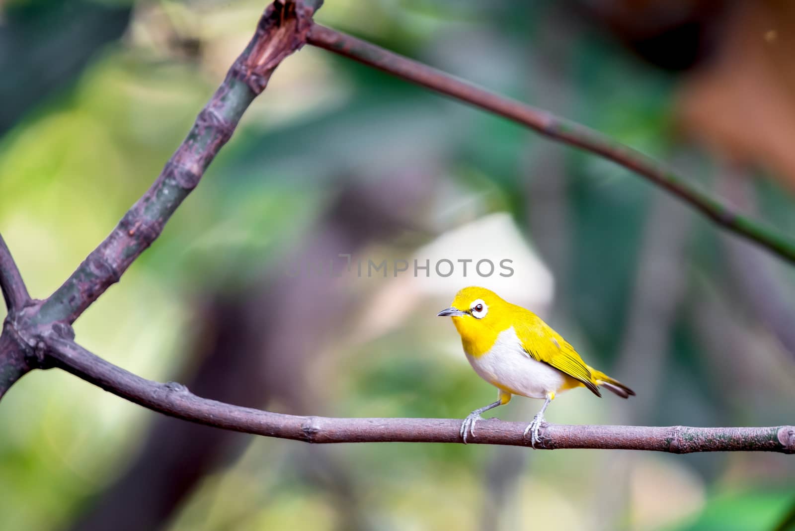 Bird (Swinhoe’s White-eye) in the nature wild by PongMoji