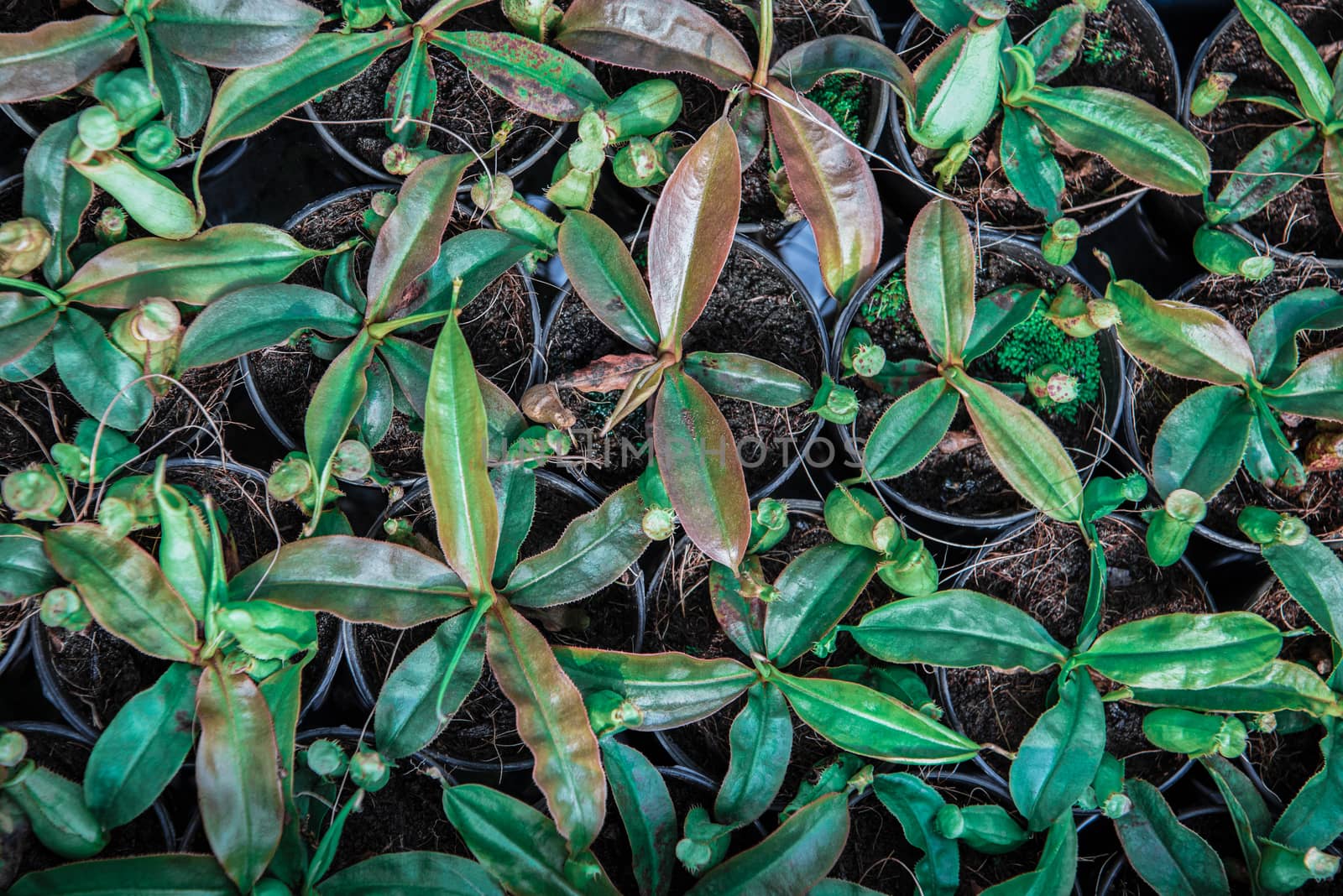 Greenery background of nature plant and leaf by PongMoji