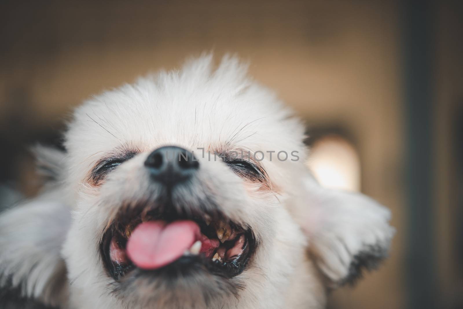 Dog so cute mixed breed with Shih-Tzu, Pomeranian and Poodle looking and waiting something with interest when vacation travel