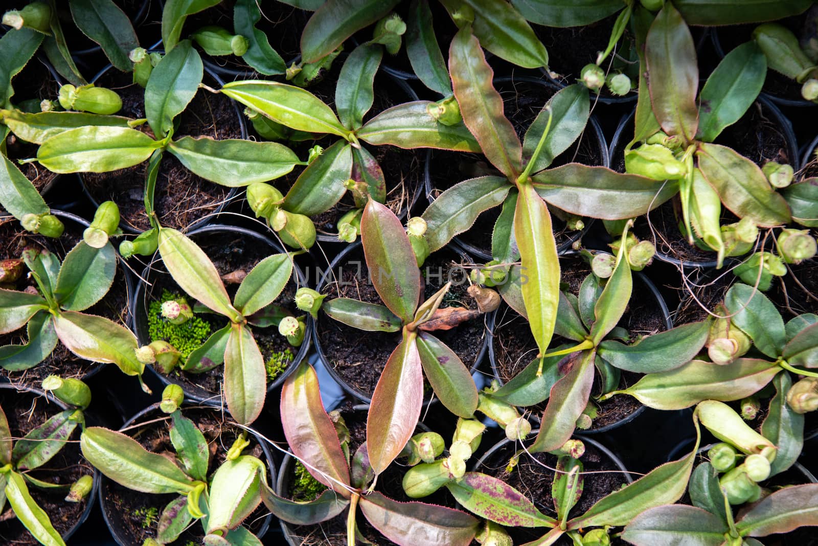 Greenery background of nature plant and leaf by PongMoji