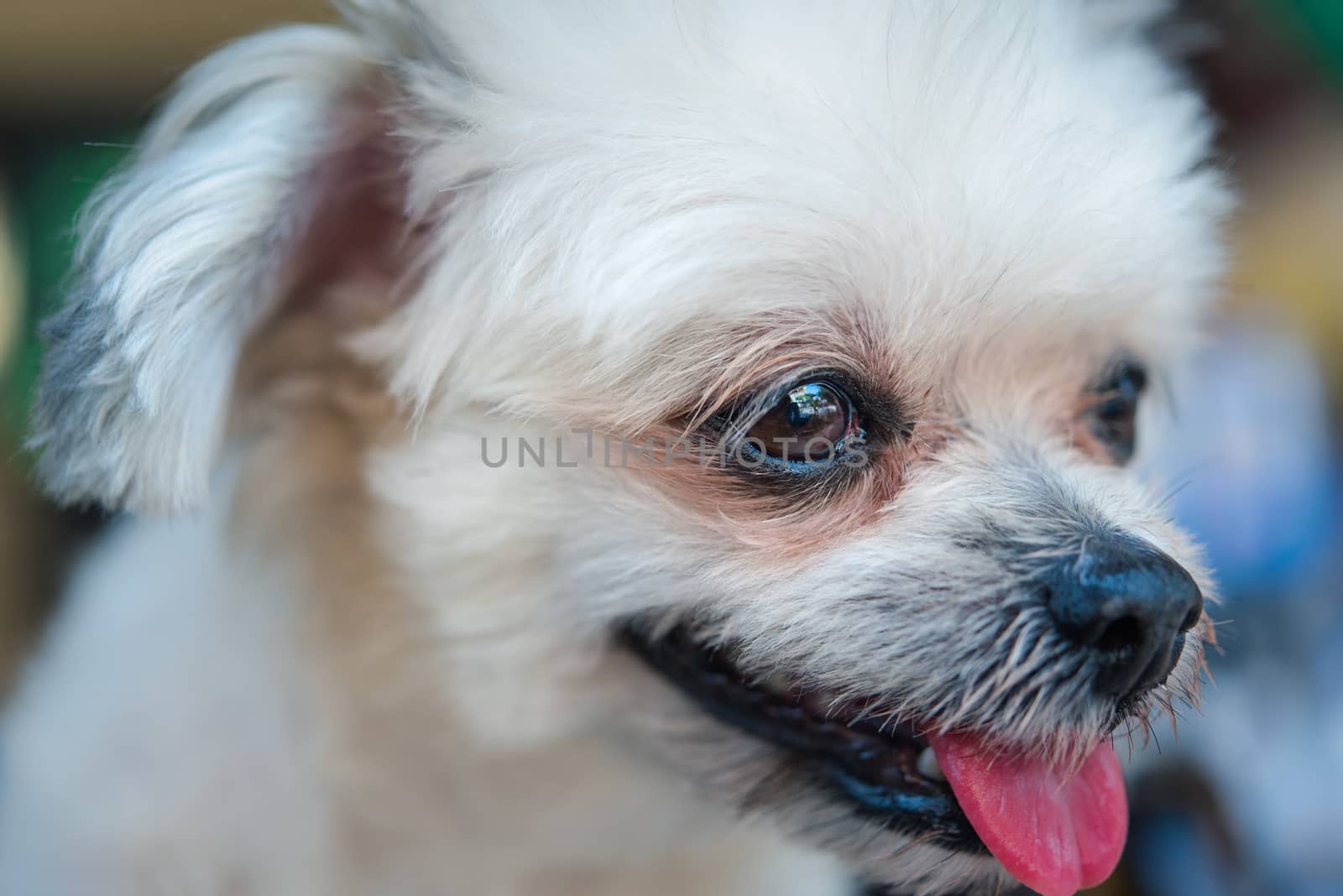 Dog so cute mixed breed with Shih-Tzu, Pomeranian and Poodle looking and waiting something with interest when vacation travel