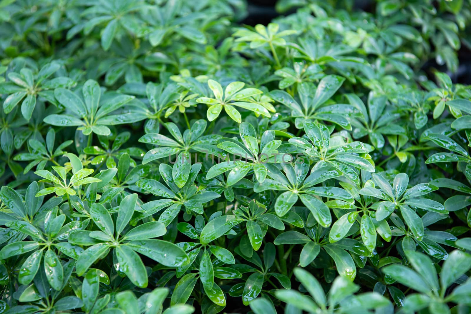 Greenery background of nature plant and leaf by PongMoji