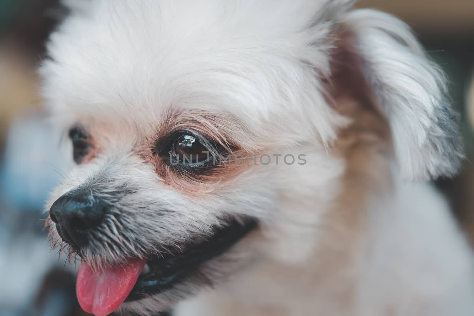 Dog so cute mixed breed with Shih-Tzu, Pomeranian and Poodle looking and waiting something with interest when vacation travel