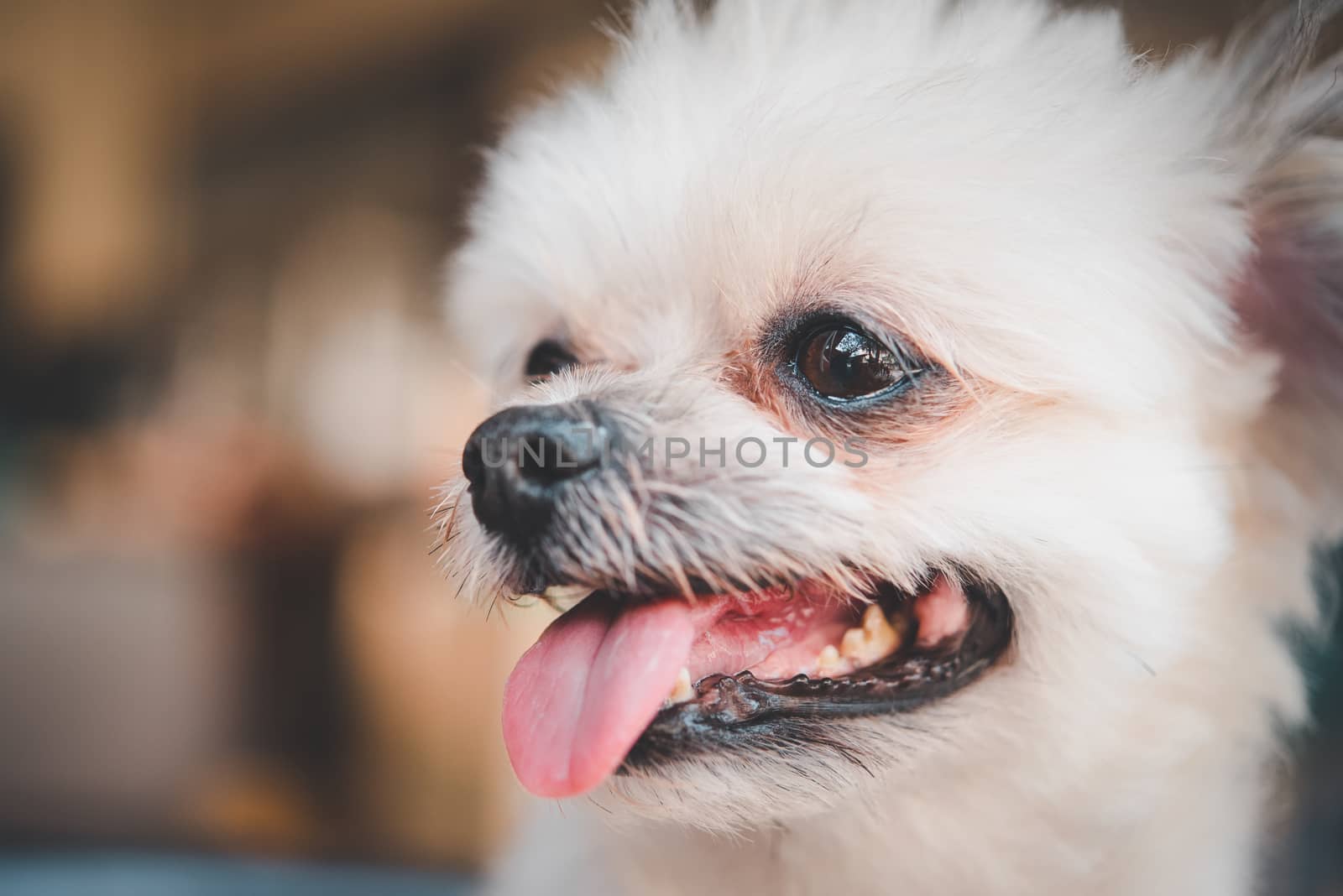 Dog so cute mixed breed with Shih-Tzu, Pomeranian and Poodle looking and waiting something with interest when vacation travel