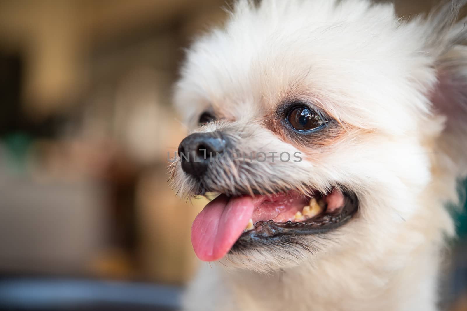 Dog so cute mixed breed with Shih-Tzu, Pomeranian and Poodle looking and waiting something with interest when vacation travel