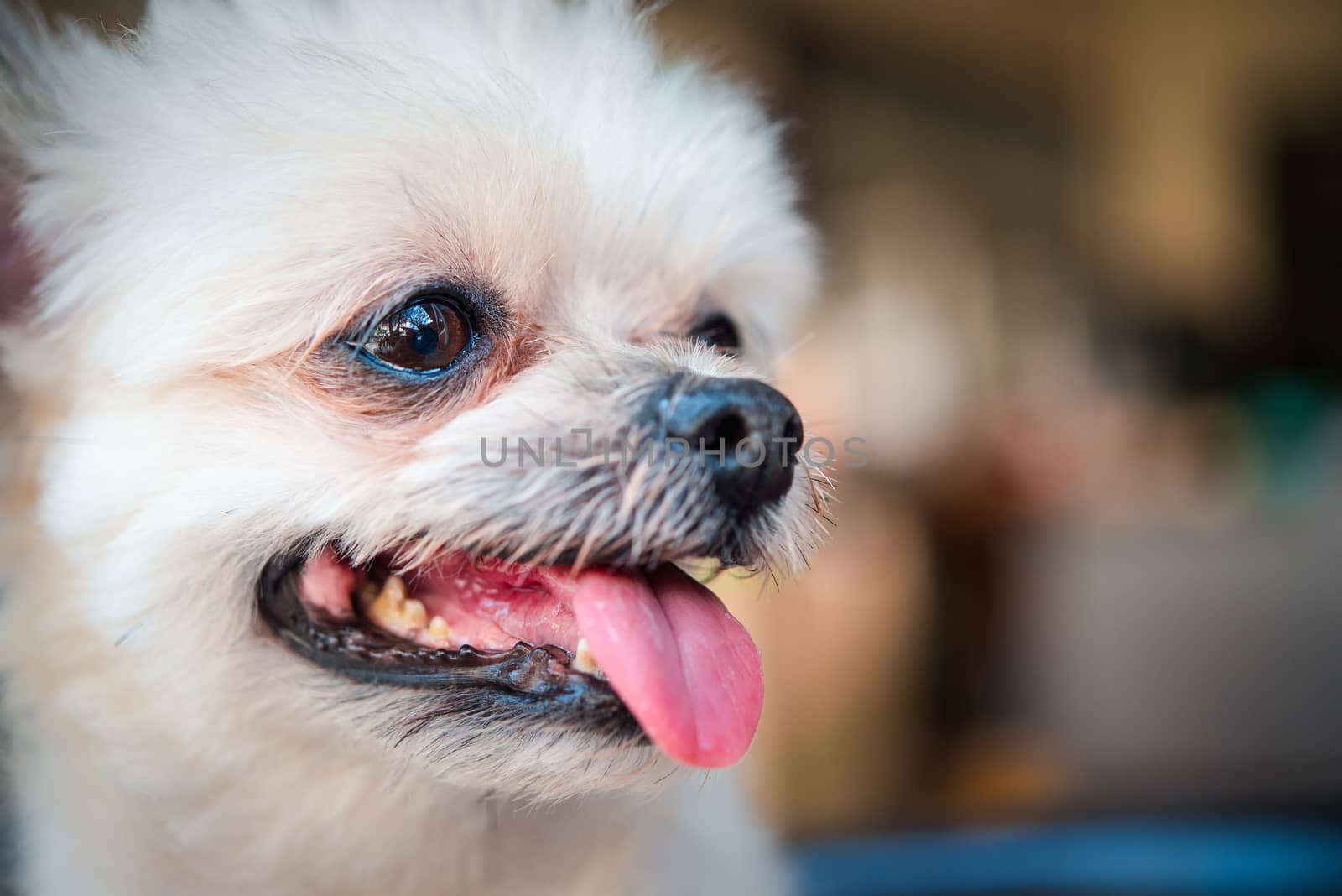 Dog so cute mixed breed with Shih-Tzu, Pomeranian and Poodle looking and waiting something with interest when vacation travel