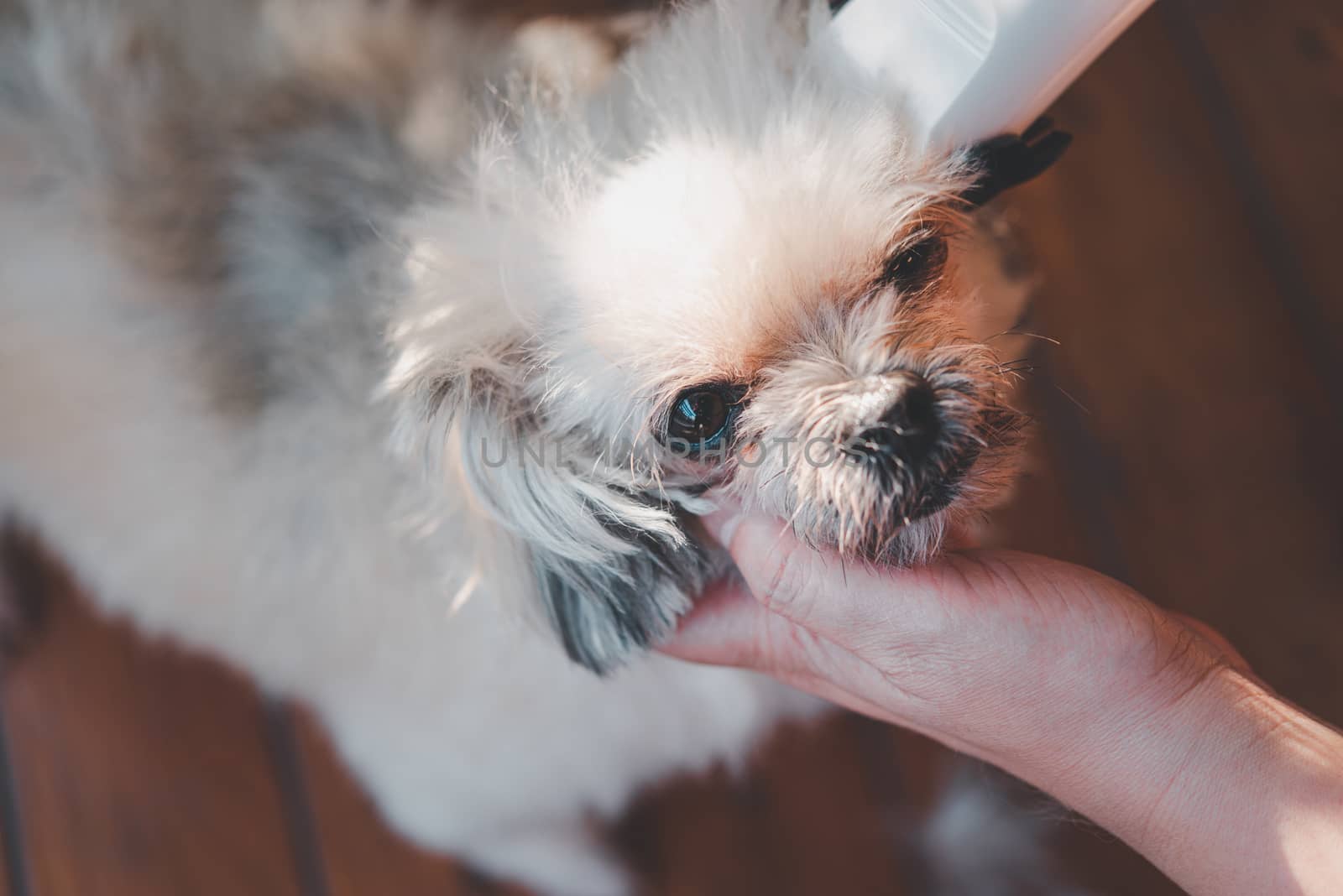 Grooming and haircut the dog fur of beige dog so cute mixed breed with Shih-Tzu, Pomeranian and Poodle by human with dog clipper in pet shop or pet groomer