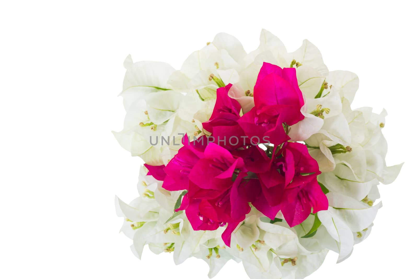 Pink and White bougainvillea on clear white background