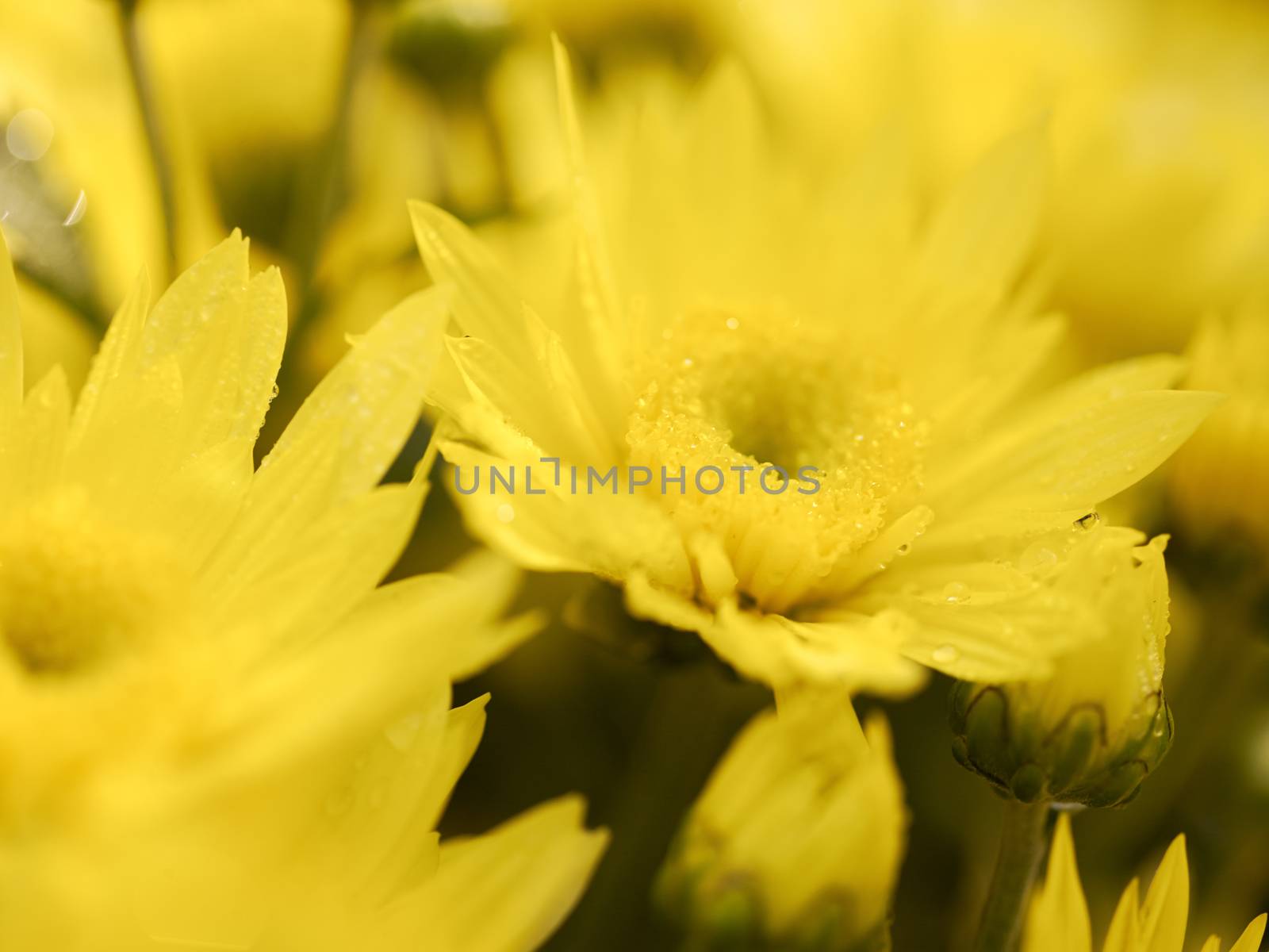 Background Of Blurred Yellow Flowers by dani3315