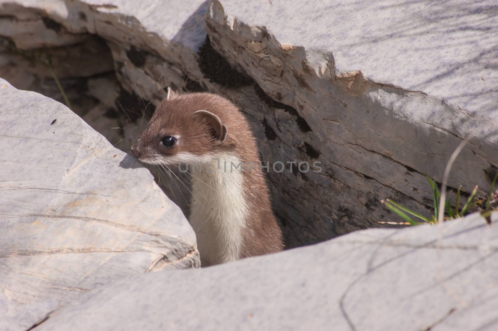 Mustela erminea,crevoux,hautes alpes,france