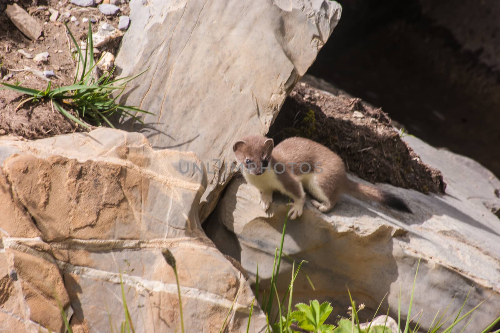 Mustela erminea,crevoux,hautes alpes,france