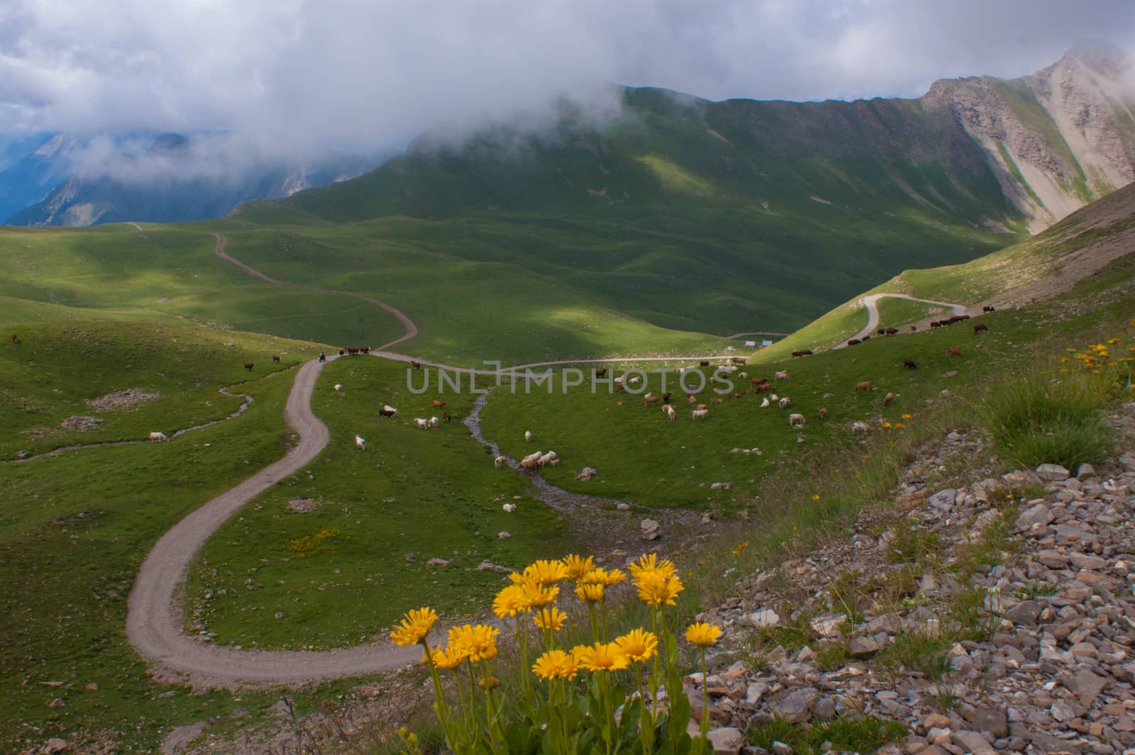 vallon of eyguettes,crevoux,hautes alpes,france