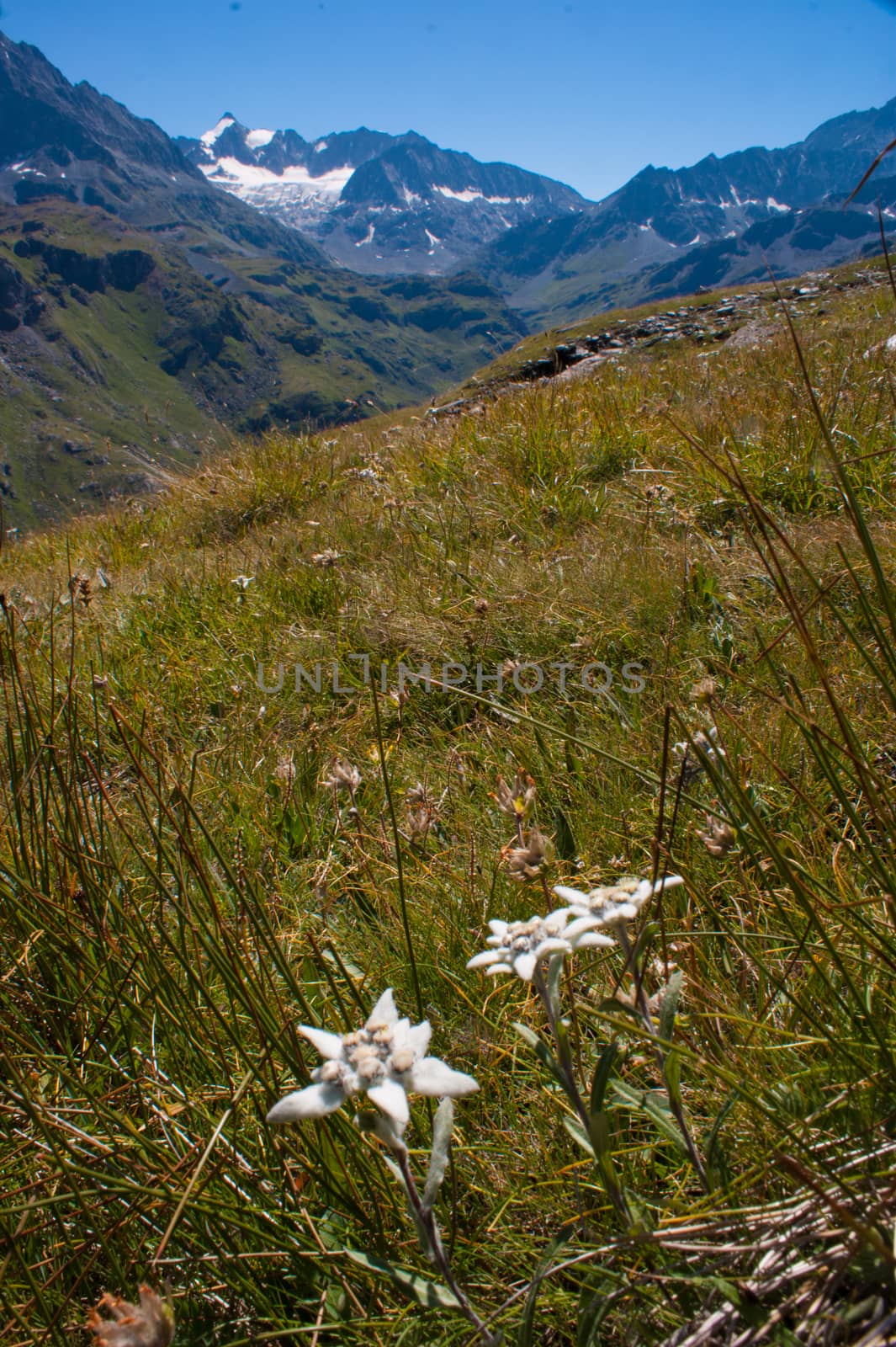 dam of mauvoisin,valais,swiss