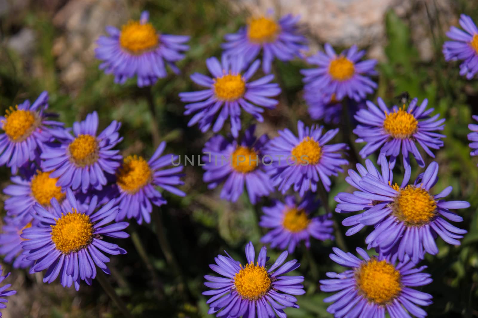 aster,valais,swiss