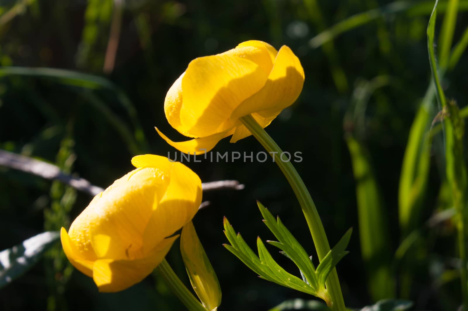 trollius,gimillan,cogne,val of aosta,italy