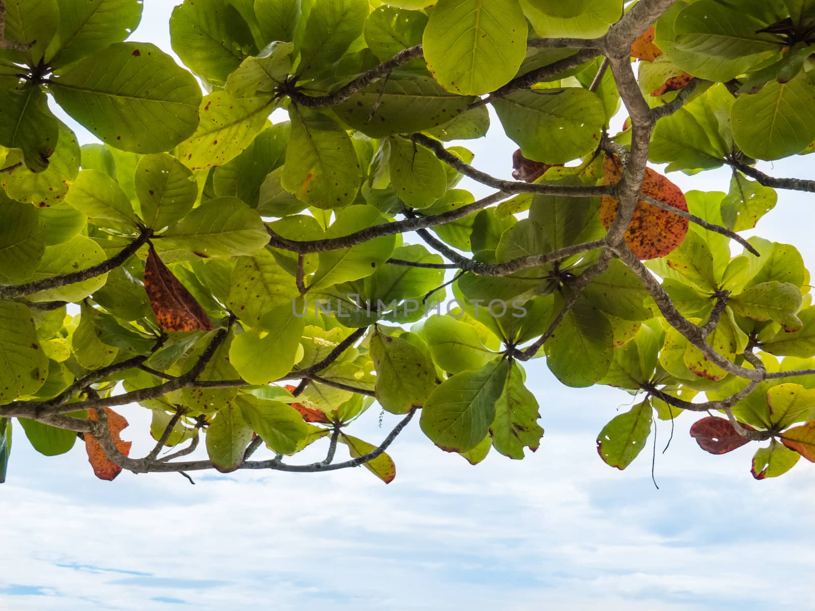 Branches with green leaves against the sky, forming a protective canopy in sunny day.
