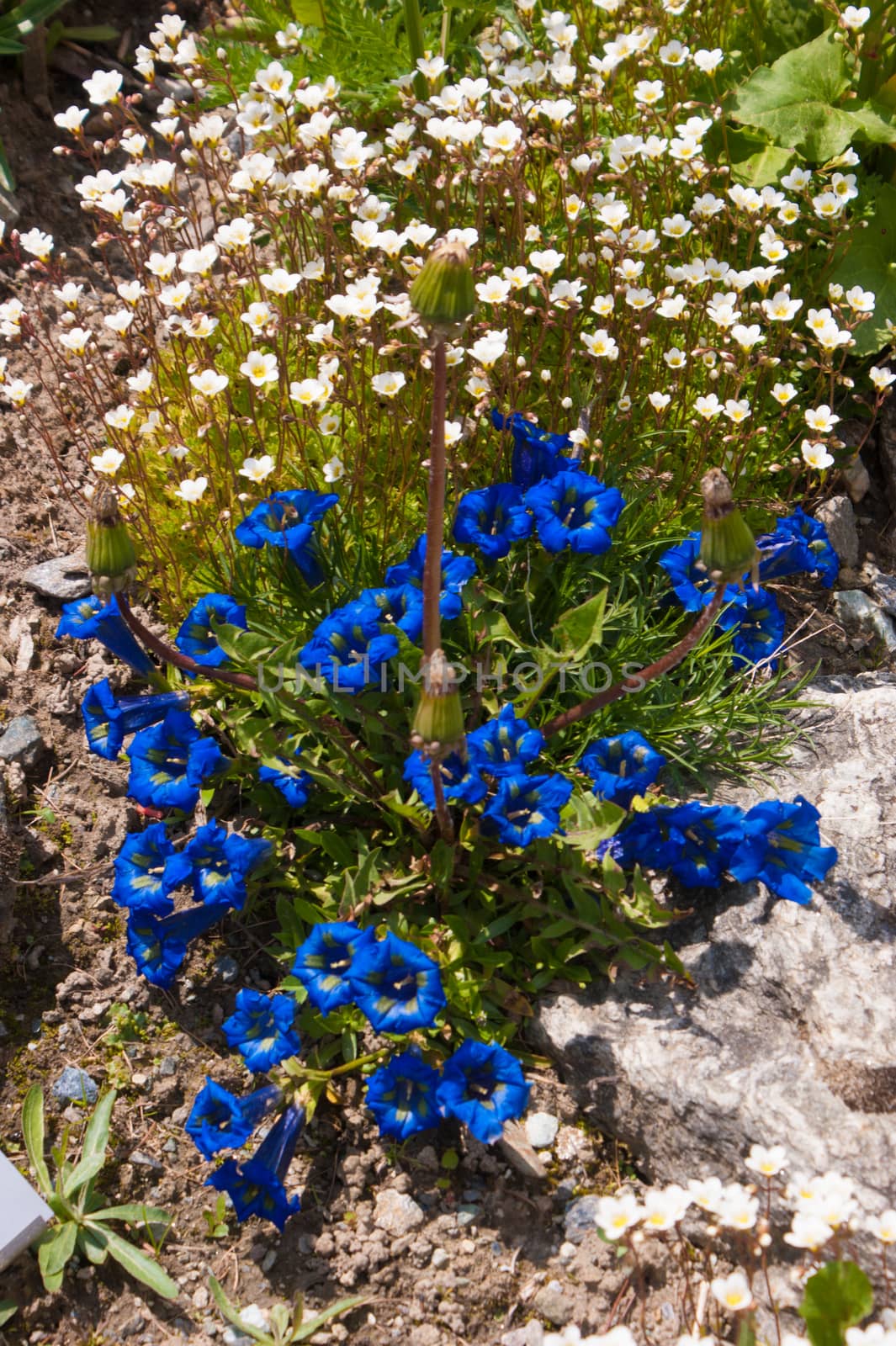 gentiana,Botanical Garden,valnontey,cogne,val of aosta,italy