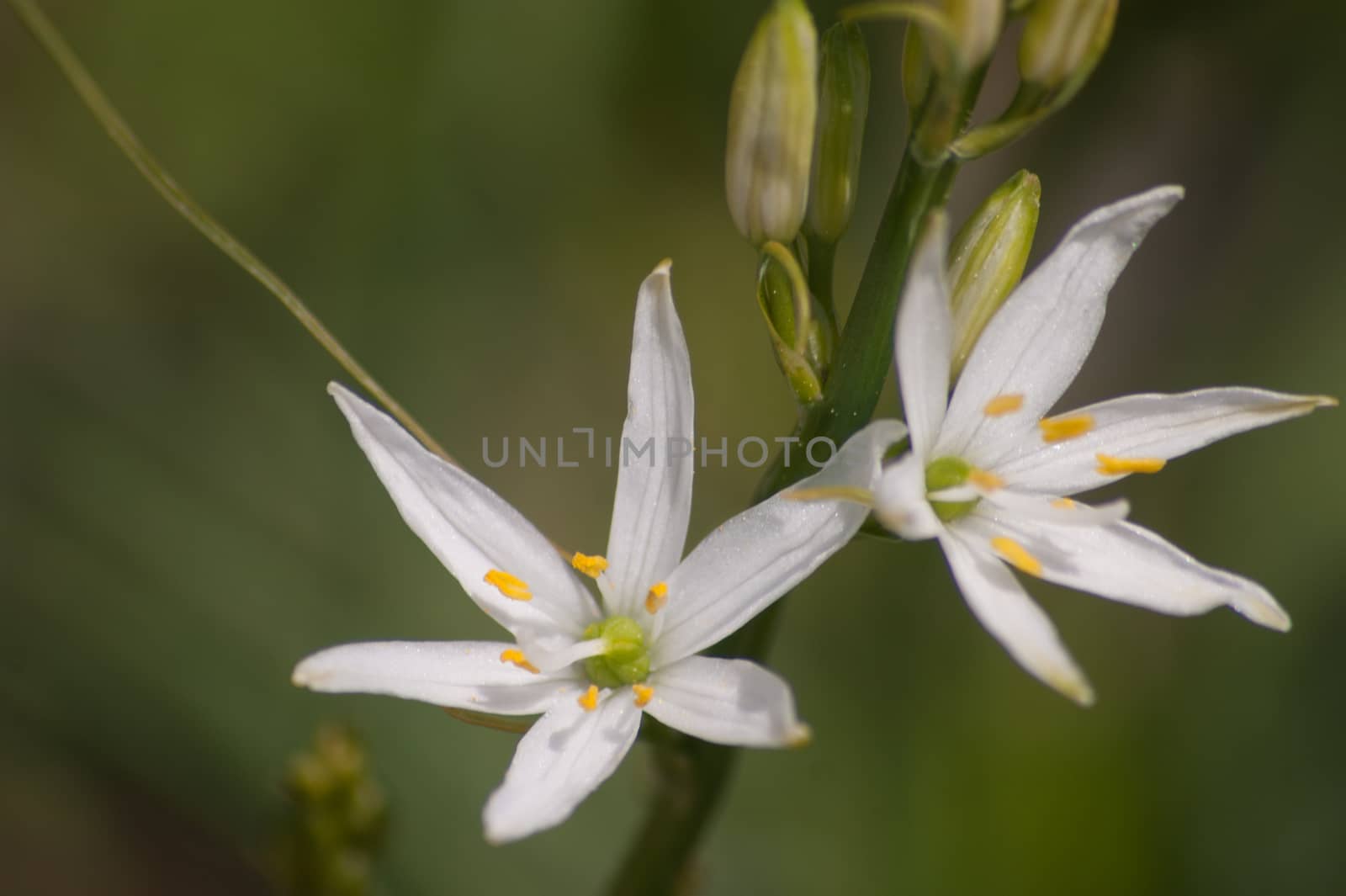 Anthericum,Botanical Garden,valnontey,cogne,val of aosta,italy