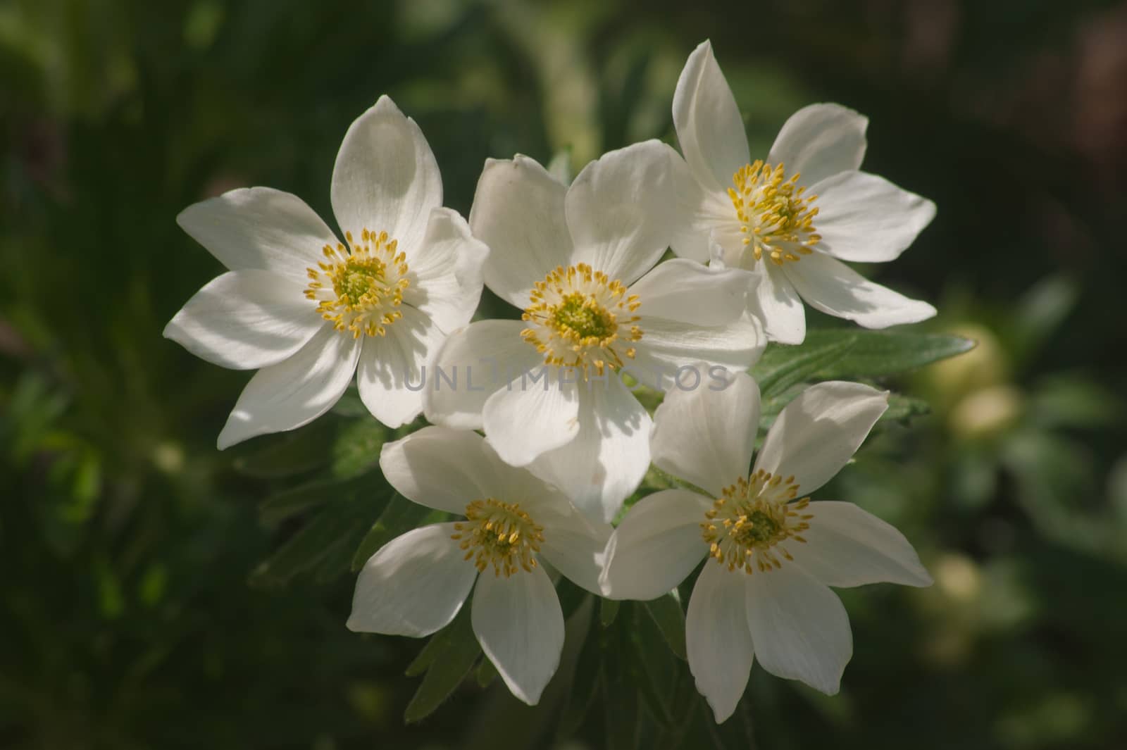 Anemone narcissiflora,Botanical Garden,valnontey,cogne,val of aosta,italy