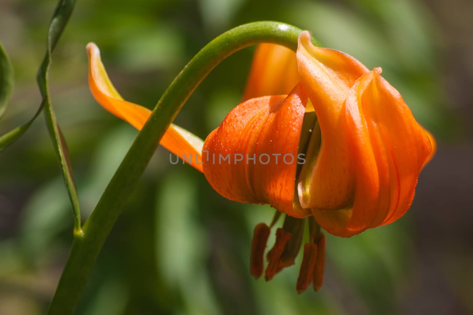 lilium,Botanical Garden,valnontey,cogne,val of aosta,italy