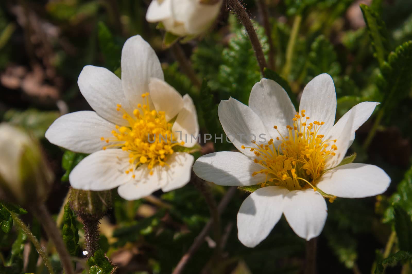 dryas,Botanical Garden,valnontey,cogne,val of aosta,italy